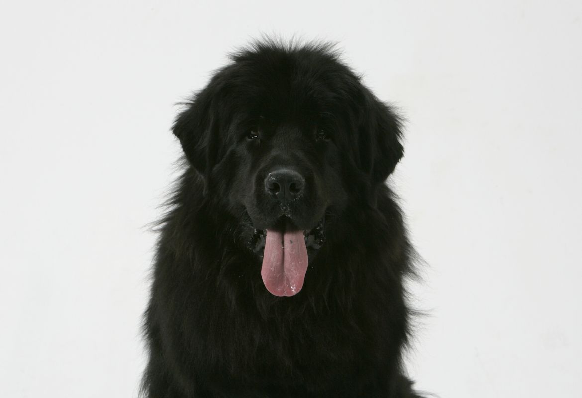 T Black Nose Dancer Bayluna (18-03-2006)